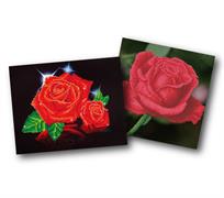 DIAMOND DOTZ - Red Rose Mother s Day Combo